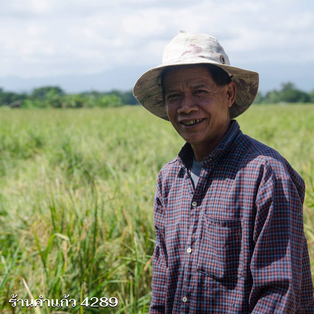 เมล็ดพันธุ์ข้าวเหนียว กข6 ต้นเตี้ย เบอร์ 18 (น่าน59) บรรจุ 15 กก.พันธุ์ข้าวเหนียวนาปี ปลูกเองขายเองโดยวิธีธรรมชาติ - รูปที่ 5
