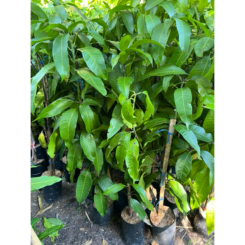 ต้นมะม่วงแก้วขมิ้นกิ่งทาบออกลูกทั้งปีพร้อมปลูกขนาด80-100cm - รูปที่ 2