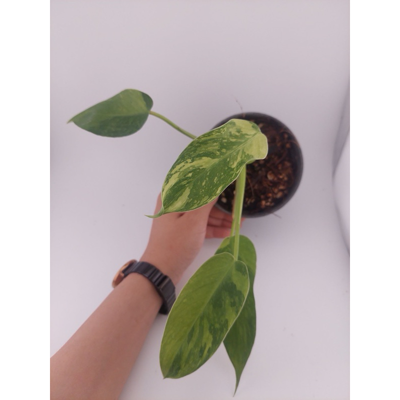 philodendron jose buono ฟิโลจอสบรูโน่ด่าง