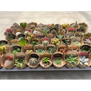 แคตตัส,กุหลาบหิน,ของขวัญ ของที่ระลึก ของชำร่วยขนาดน่ารัก