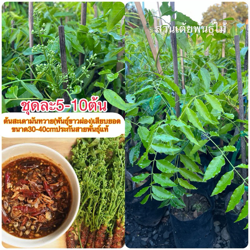 ต้นสะเดามันทวาย(พันธุ์ขาวผ่อง)ชุดละ5-10ต้นกิ่งเสียบยอดขนาด30-40cmมีรากเเก้วรับประกันสายพันธุ์แท้