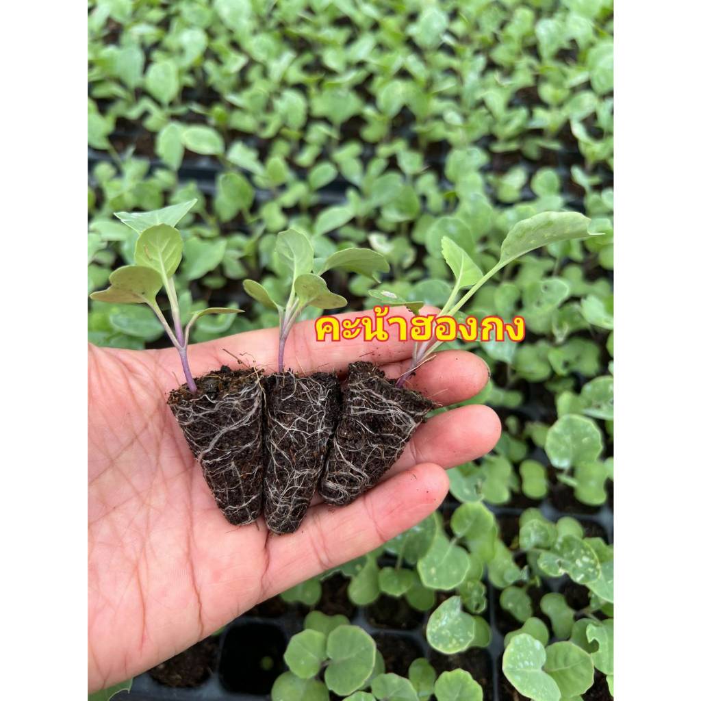 ต้นกล้าคะน้าฮองกง ผักสวนครัวพร้อมปลูก มีสายพันธุ์ คะน้ายอด คะน้าเห็ดหอม ฟินเล่ย์ กรีนโอ๊ค เรดโอ๊ค มินิคอส คะน้าฮออง