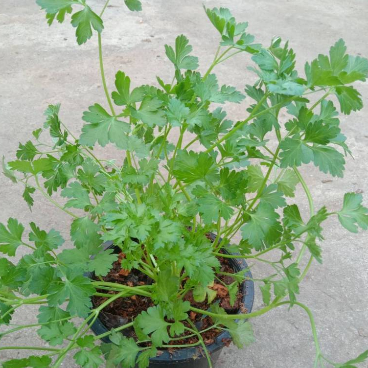 ขายต้นพันธ์ุพาสเลย์อิตาเลียน - Flat Leaf Italian Parsley กระถาง 8 นิ้ว