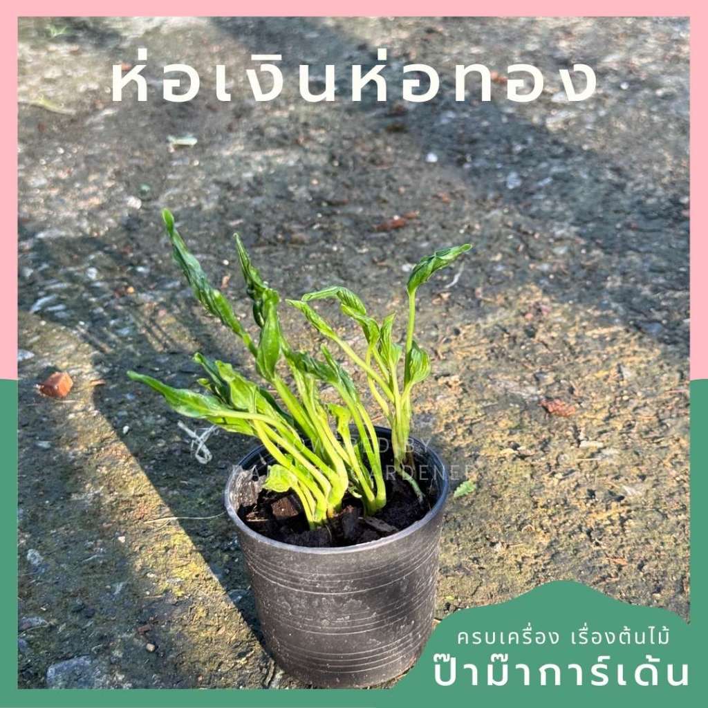 มุมมอง 2