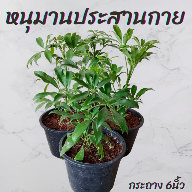 ต้นหนุมานประสานกาย กระถาง 6นิ้ว