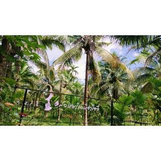 🌴พันธุ์มะพร้าวน้ำหอมใต้จากต้นแม่อายุกว่า30ปี 🌴
