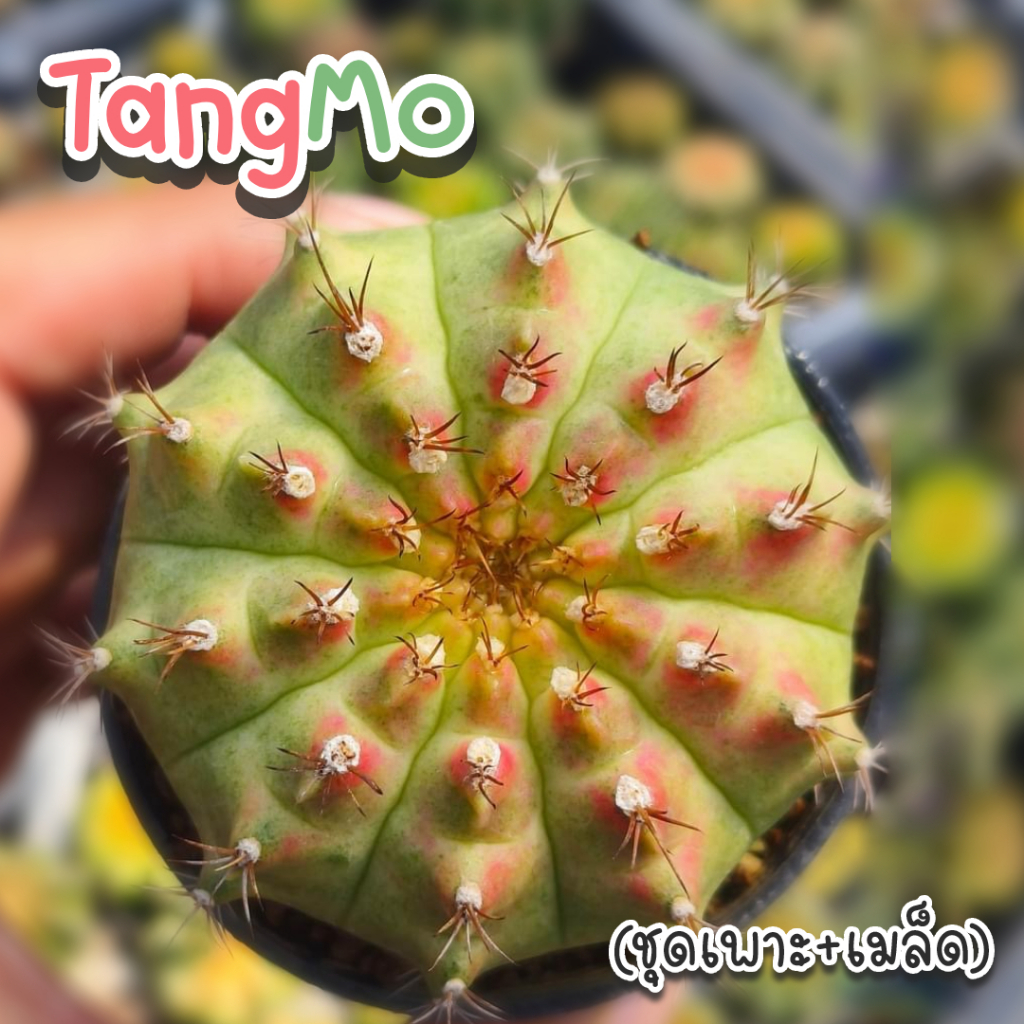 ชุดเพาะเมล็ด ❗️จำนวนจำกัด❗️ TangMo 🌵กระบองเพชร/แคคตัส 🌵