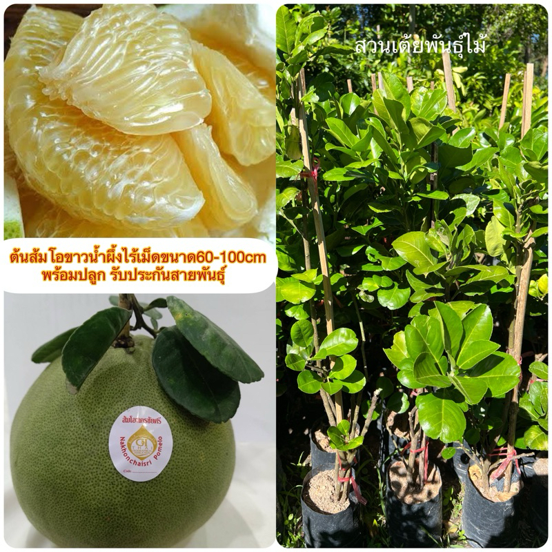 ต้นส้มโอขาวน้ำผึ้งไร้เม็ดกิ่งตอนขนาด60-100cm พร้อมปลูก ออกลูกง่ายมาก รับประกันพันธุ์จากสวนโดยตรง