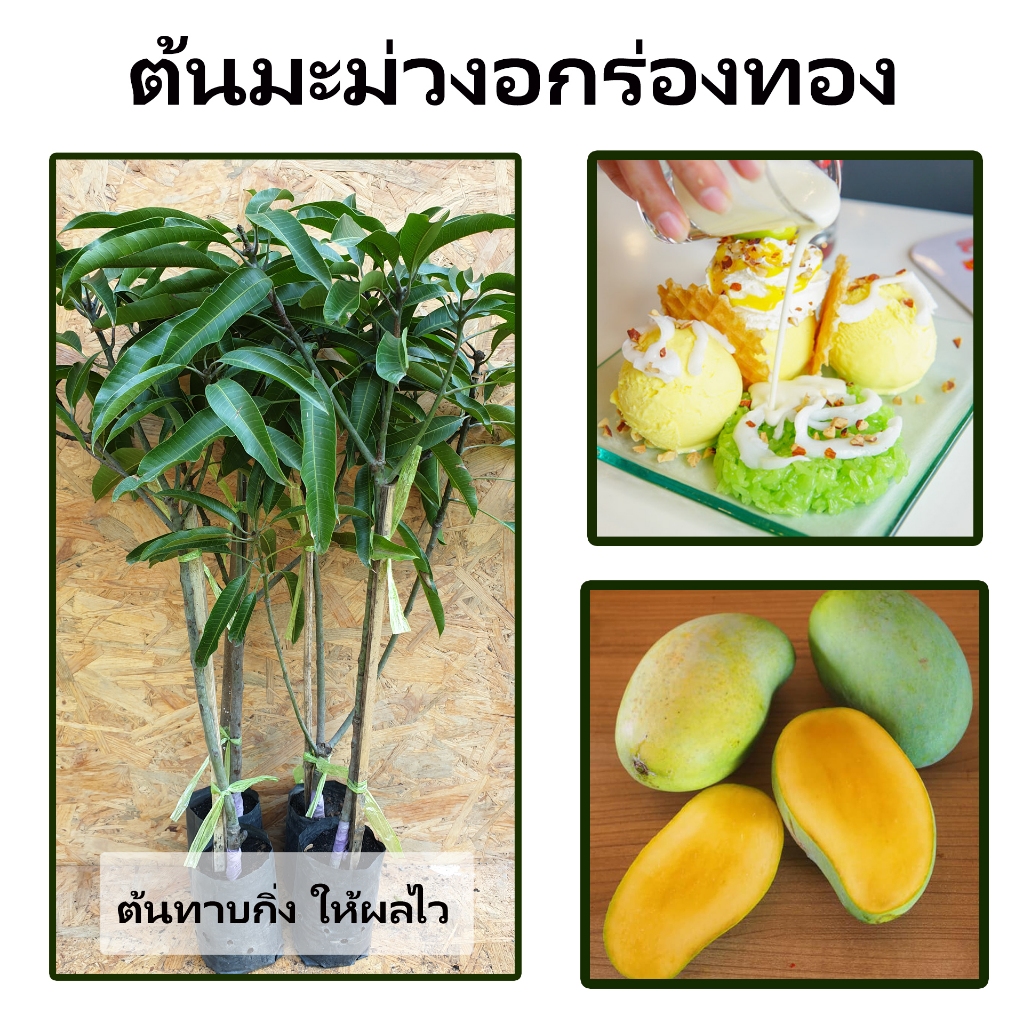 ต้นมะม่วงอกร่อง เป็นมะม่วงที่มีรสชาติหวานหอมเมื่อสุก แต่ช่วงที่ยังดิบจะมีรสเปรี้ยว
