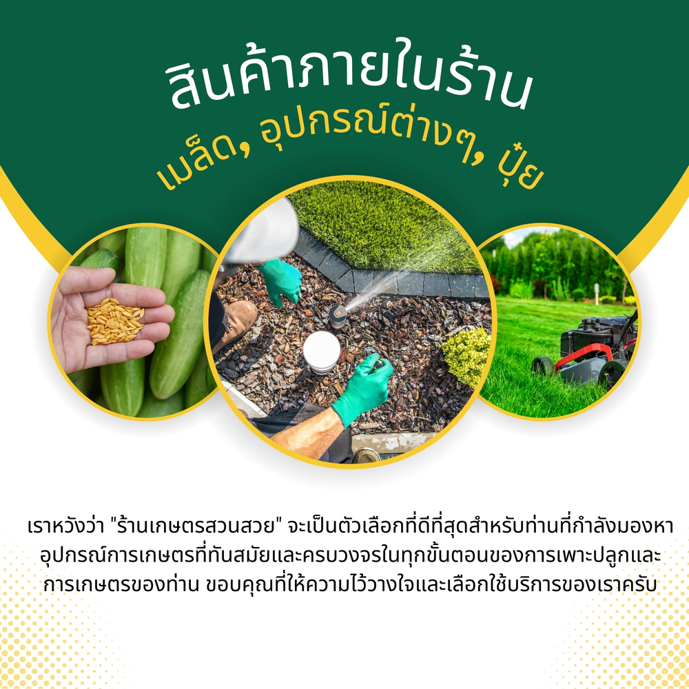 เมล็ดพันธุ์สลัดรวมผักต่างๆ เรดคอส  เรดครอส เลดคอสเมล็ดสลัด พันธุ์ OP บรรจุ 200 เมล็ด - รูปที่ 4