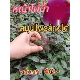 หญ้าไผ่น้ำ สมุนไพรล้างไต ปริมาณ ครึ่ง กิโลกรัม