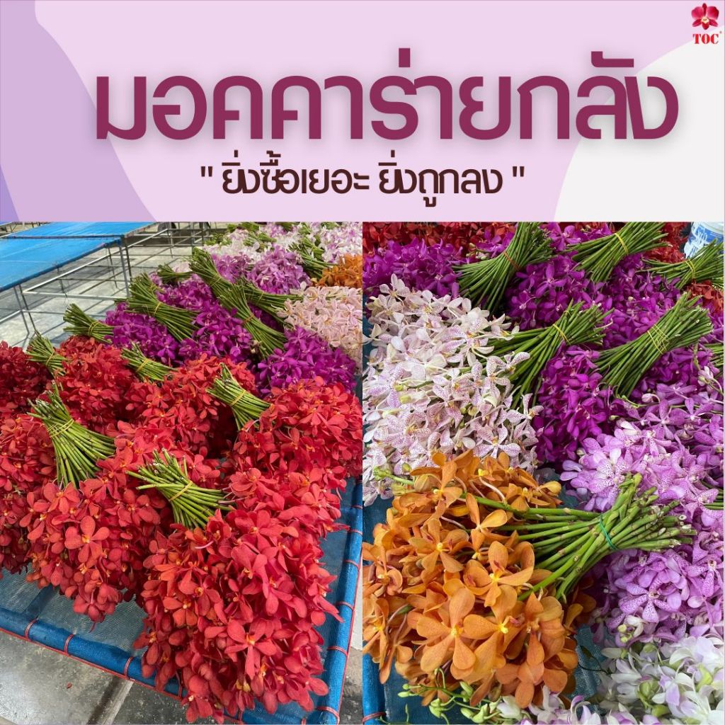 [ยกลัง ถูกกว่า]กล้วยไม้ตัดช่อ สกุลมอคคาร่า กล้วยไม้สำหรับตกแต่ง เกรด C (ต่อกิโล)