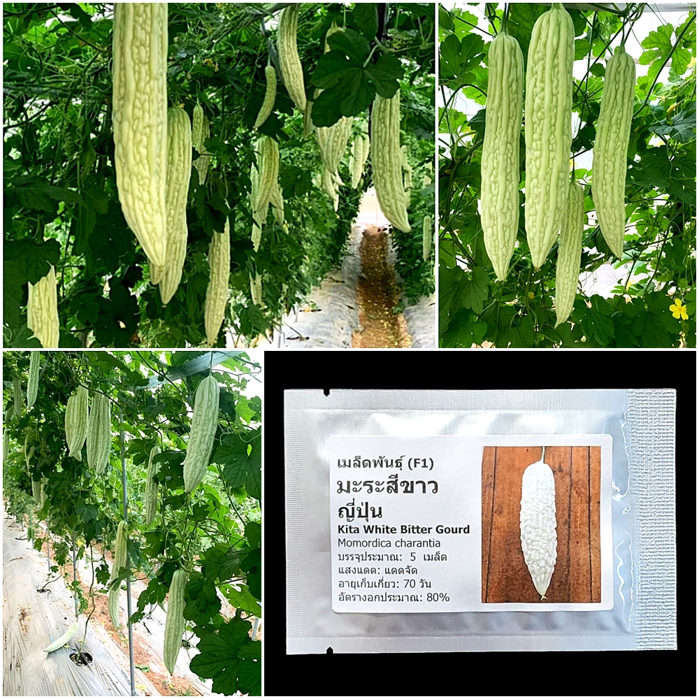 เมล็ดพันธุ์ มะระสีขาว ญี่ปุ่น Kita White Bitter Gourd F1 Seed 5 เมล็ด คุณภาพดี ของแท้ 100%