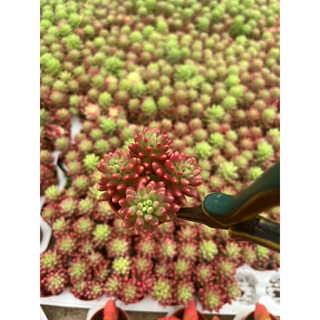 Sedum rubrotinctum Jelly been ด่างแดงเข้าใหม่สวยๆจ้า