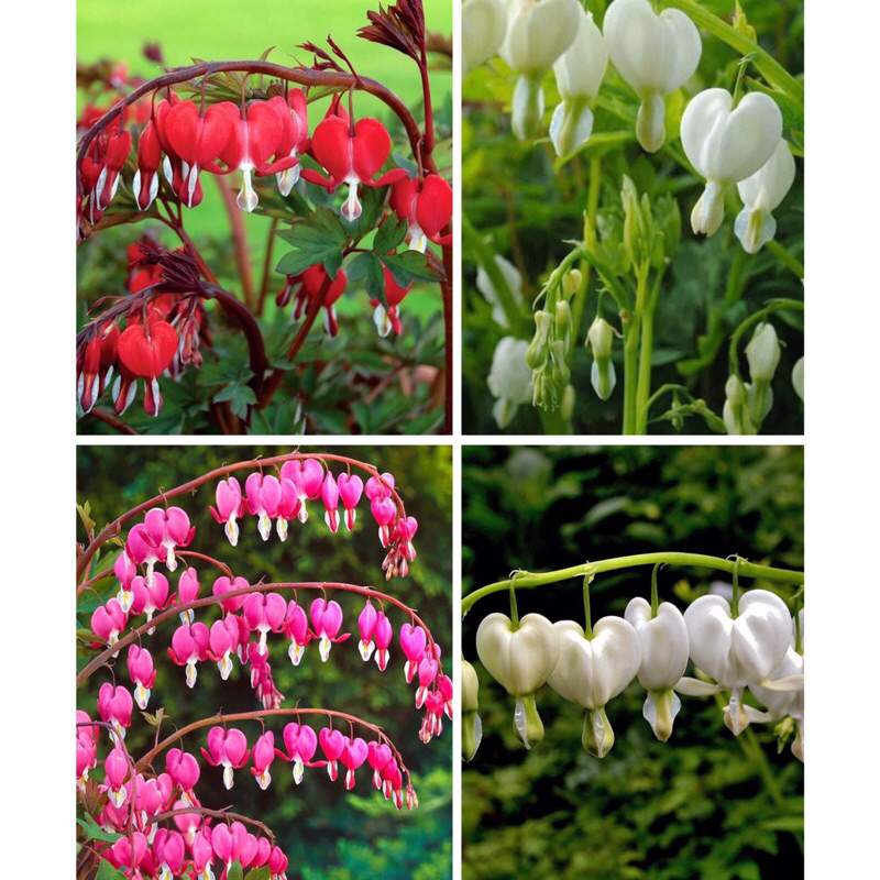 ไม้นำเข้า-ดอกโลหิตแห่งหัวใจ หรือ ดอกหทัยหยาดทิพย์  Bleeding Heart  1 สี  / 1 หน่อราก