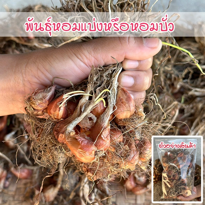 พันธุ์หอมบั่ว หอมแบ่งศรีสะเกษ ต้นหอม หัวสวยแบบไม่ตัดจุก ปลูกง่าย โตเร็ว ผลผลิตสูง