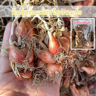 พันธุ์หอมแบ่งศรีสะเกษ ต้นหอมบั่ว  หัวสวยแบบไม่ตัดจุก 40-100 …