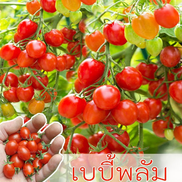 เบบี้พลัม ส่งด่วน 10แถม1!! ถูกที่สุด 10 บ. เมล็ดพันธุ์มะเขือเทศเบบี้พลัม 5-30 เมล็ด งอกดี ผลดก ทานสดอร่อย