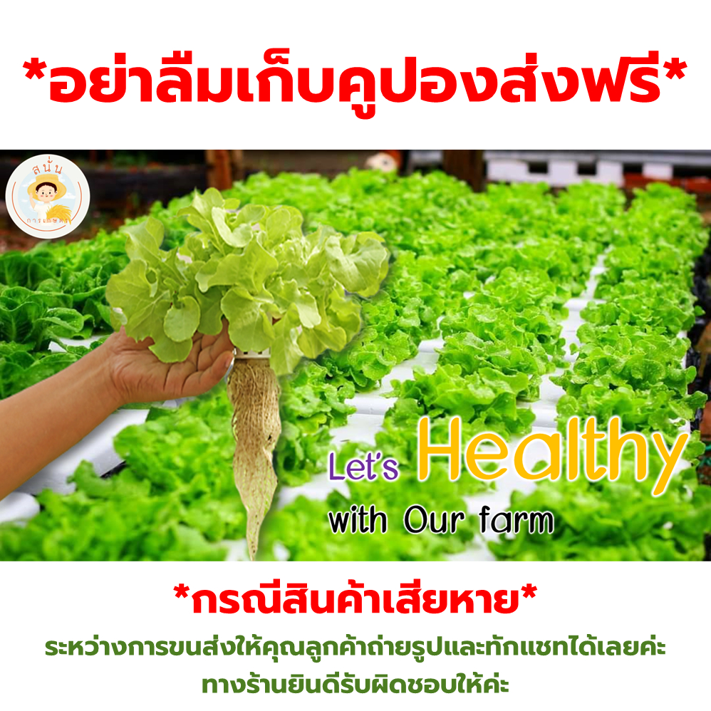 ชุดเมล็ดพันธุ์ ผักสลัด 12 ชนิด (กรีนโอ๊ค เรดโอ๊ค บัตเตอร์เฮด เรดคอส กรีนคอส ฟิลเลย์ เคล ร็อคเก็ต กรีนคอรัล เรดคอรัล ฯลฯ) - รูปที่ 6