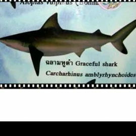 Shark  wallet Horn back Black กระเป๋าสตางค์ฉลามแท้shark skin wallet