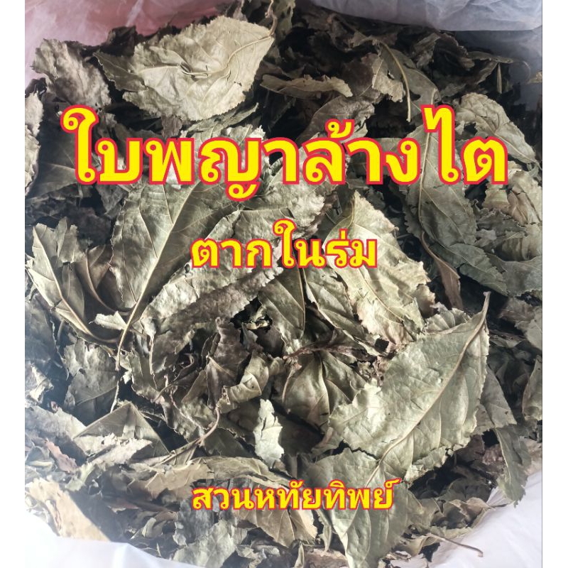 ใบพญาล้างไตตากในร่ม3วันแล้วเข้าโรงอบธรรมชาติ