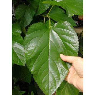 ใบหม่อนเก็บสด ออแกนิค ปลอดสารเคมี 100% ชุด 50 ใบ