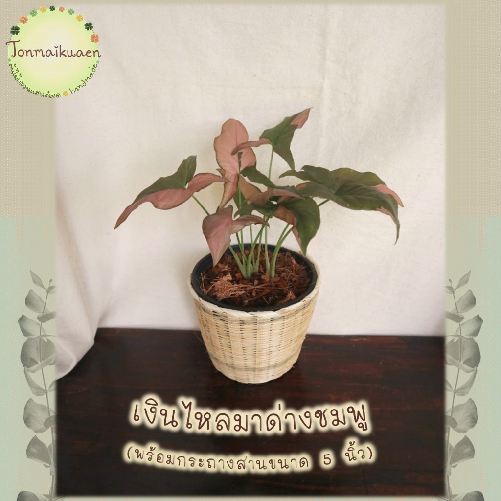 🎋เงินไหลมาด่างชมพู (Syngonium Pink Splash) ช่วยฟอกอากาศ พร้อมกระถางสานไม้ไผ่ ขนาด 5 นิ้ว