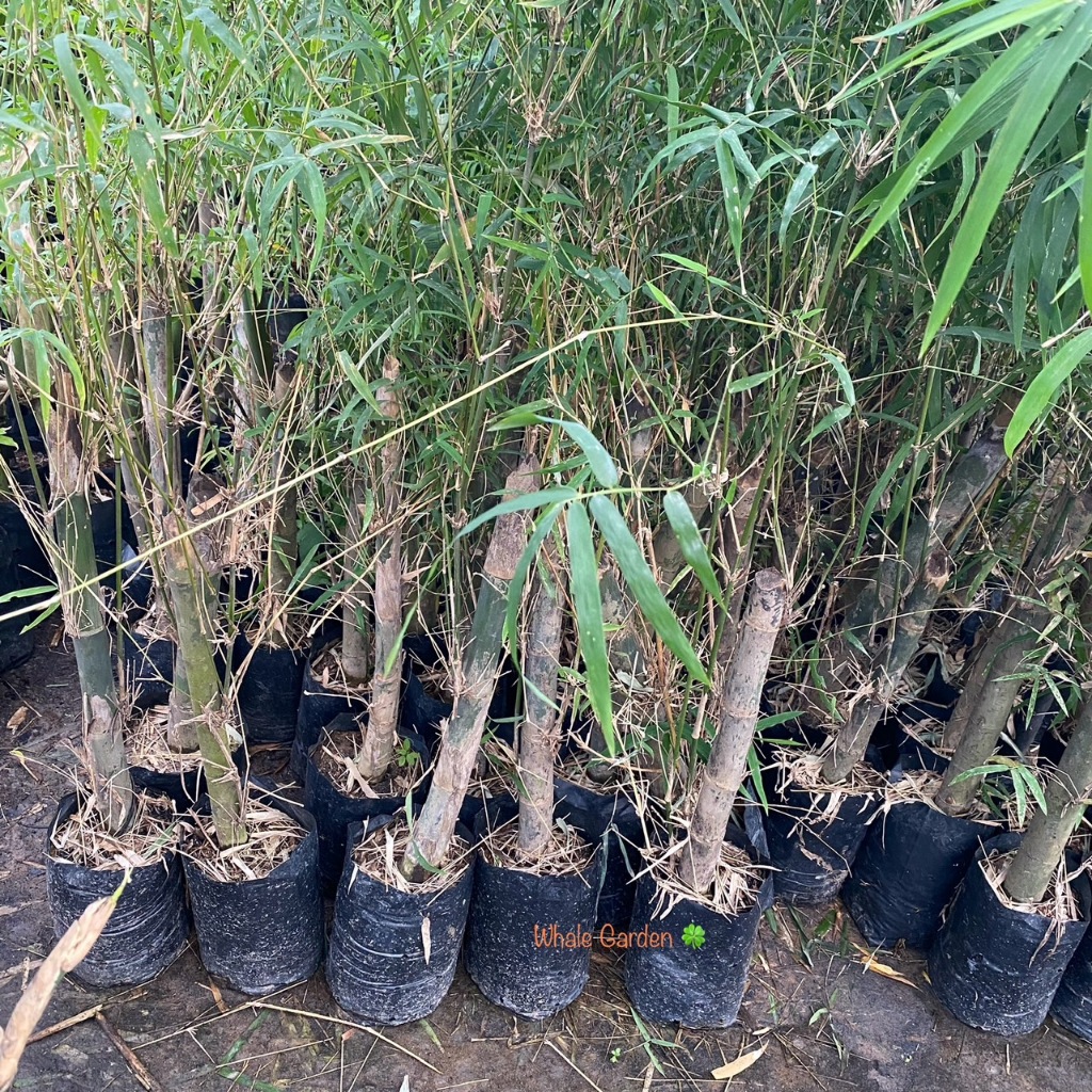 ไผ่รวก ต้นไผ่ (Thyrsostachys siamensis Gamble) พืชเศรษฐกิจ ถ่ายจากสินค้าจริง (รับประกัน ส่งใหม่ฟรี หากสินค้าเเสียหาย!!) ราคา ถูกที่สุด ดีลบีเคเค แกลเลอรีภาพที่ 2