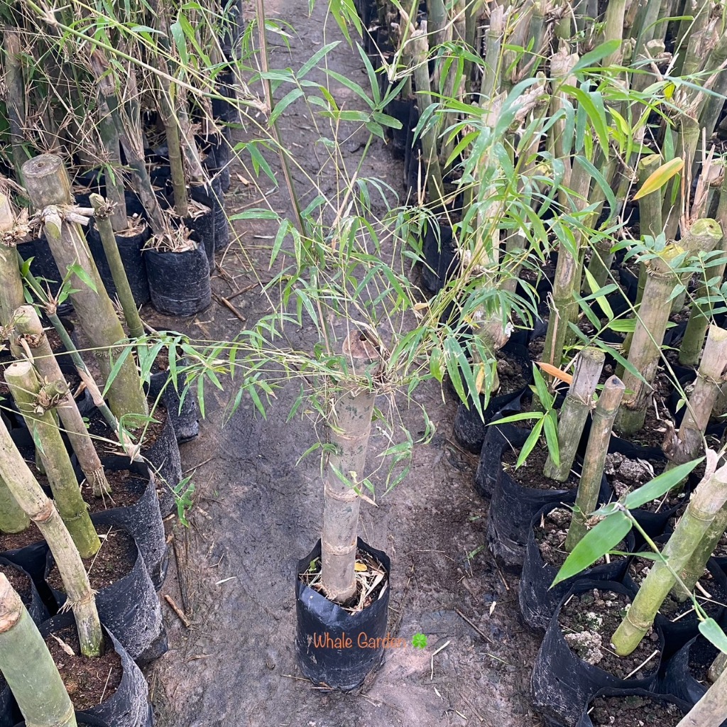 ไผ่รวก ต้นไผ่ (Thyrsostachys siamensis Gamble) พืชเศรษฐกิจ ถ่ายจากสินค้าจริง (รับประกัน ส่งใหม่ฟรี หากสินค้าเเสียหาย!!) ราคา ถูกที่สุด ดีลบีเคเค