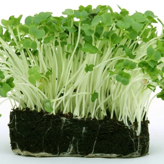 เมล็ดต้นอ่อนไมโครกรีน (Microgreen) 40 กรัม ทานตะวัน ผักบุ้งเรียวไผ่ ไควาเระ โตเหมี่ยว คะน้า