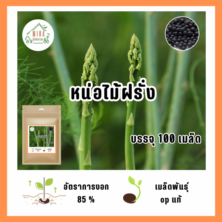 เมล็ดพันธุ์ หน่อไม้ฝรั่ง บรรจุ 100 เมล็ด