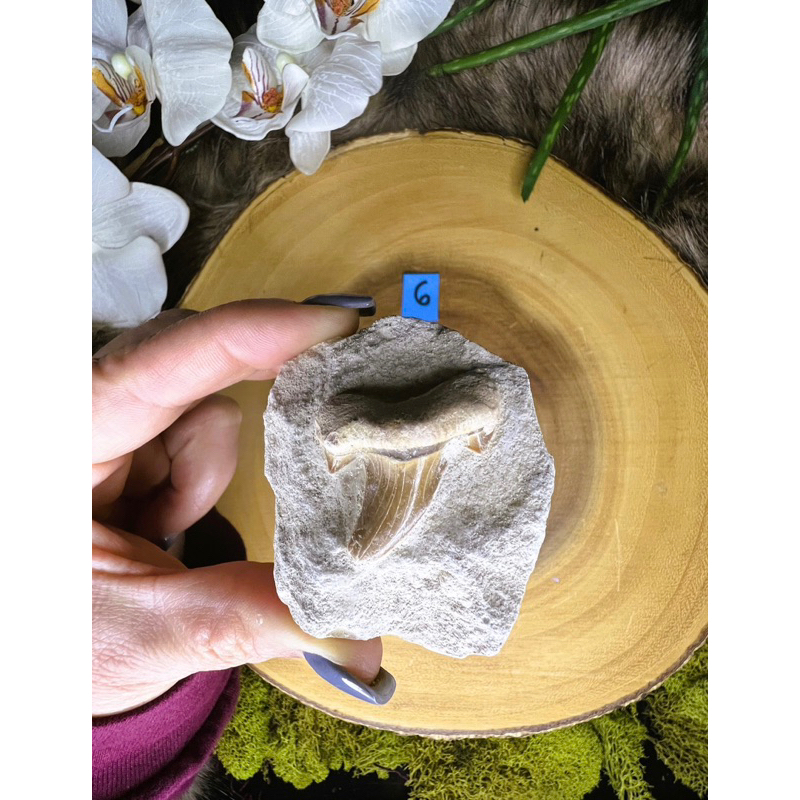 1 PC Shark Tooth ~ Symbol of Protection and Strength ~ Shark Tooth Fossil in Rock  ~ Collector Fossil ~ Shark Teeth