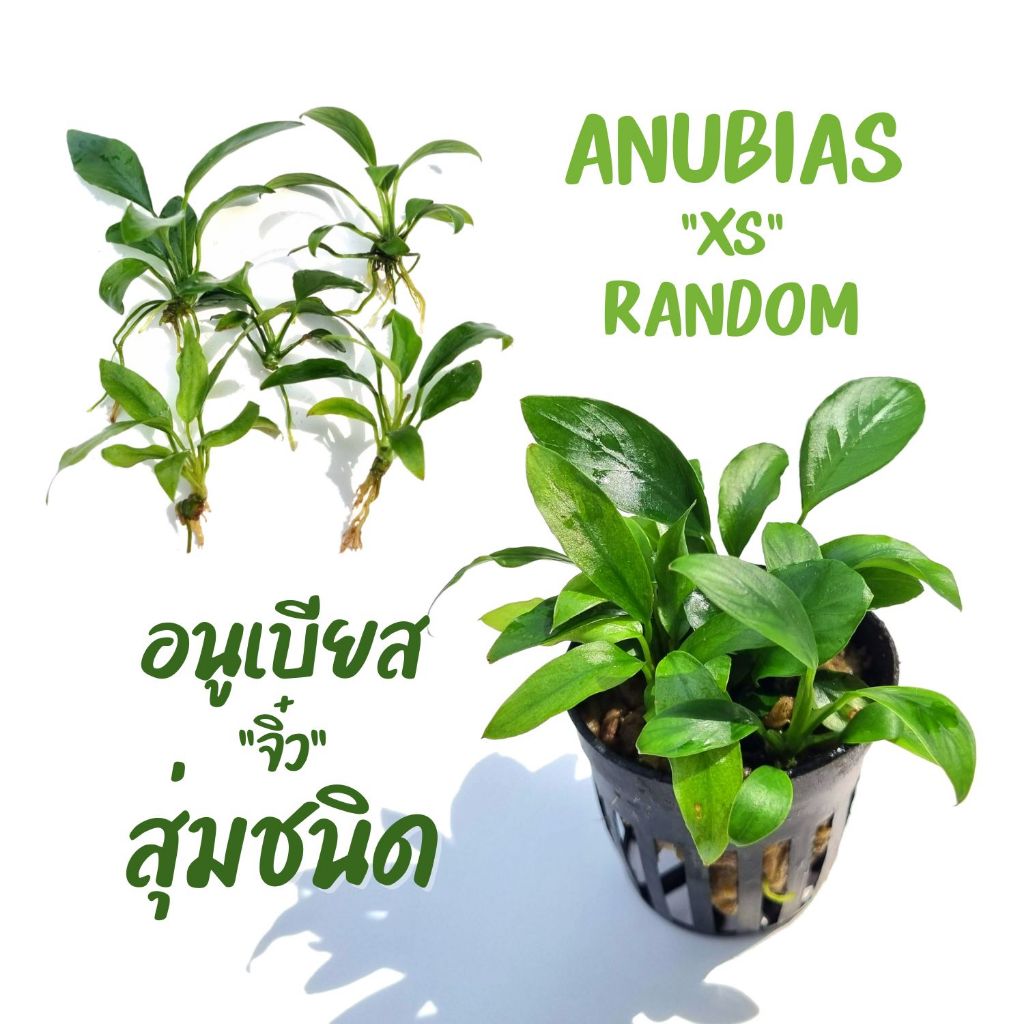 อนูเบียสขนาดจิ๋ว 5 ต้น ขนาด 'xs' 1-3 นิ้ว *สุ่มชนิด ต้นไม้น้ำ