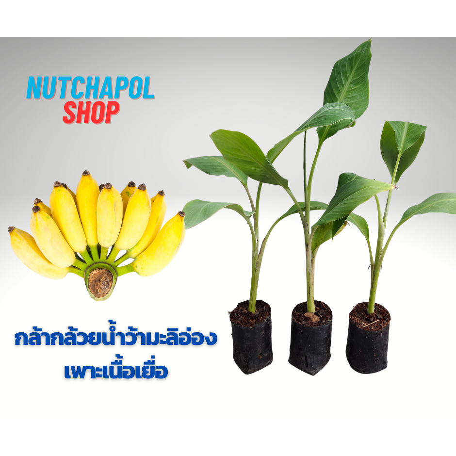 กล้ากล้วยน้ำว้ามะลิอ่อง เพาะเนื้อเยื่อต้นอวบ แข็งแรง ปลอดโรคและหนอนกอ ขนาดถุงดำ