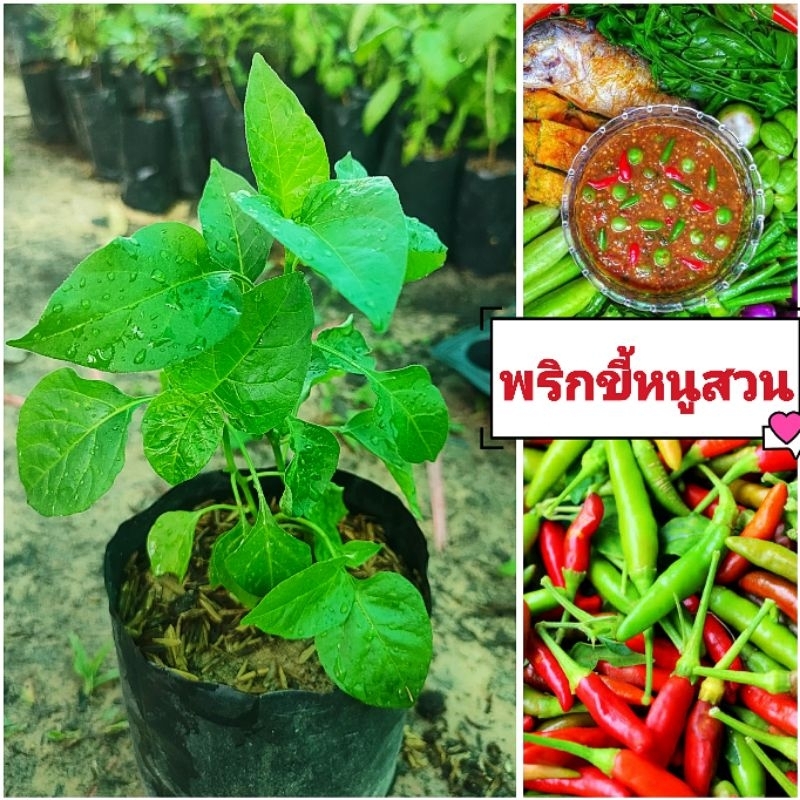 พริกขี้หนูสวน รสเผ็ด กลิ่นหอม ต้นพันธุ์เเข็งเเรงพร้อมปลูก สินค้าเสียหายยินดีเคลมฟรี