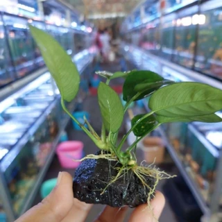 ต้นไม้น้ำ ต้นอนูเบียส ผูกหินภูเขาไฟ ทนเลี้ยงง่าย ช่วยเรื่องน้ำใส 🌱🌱