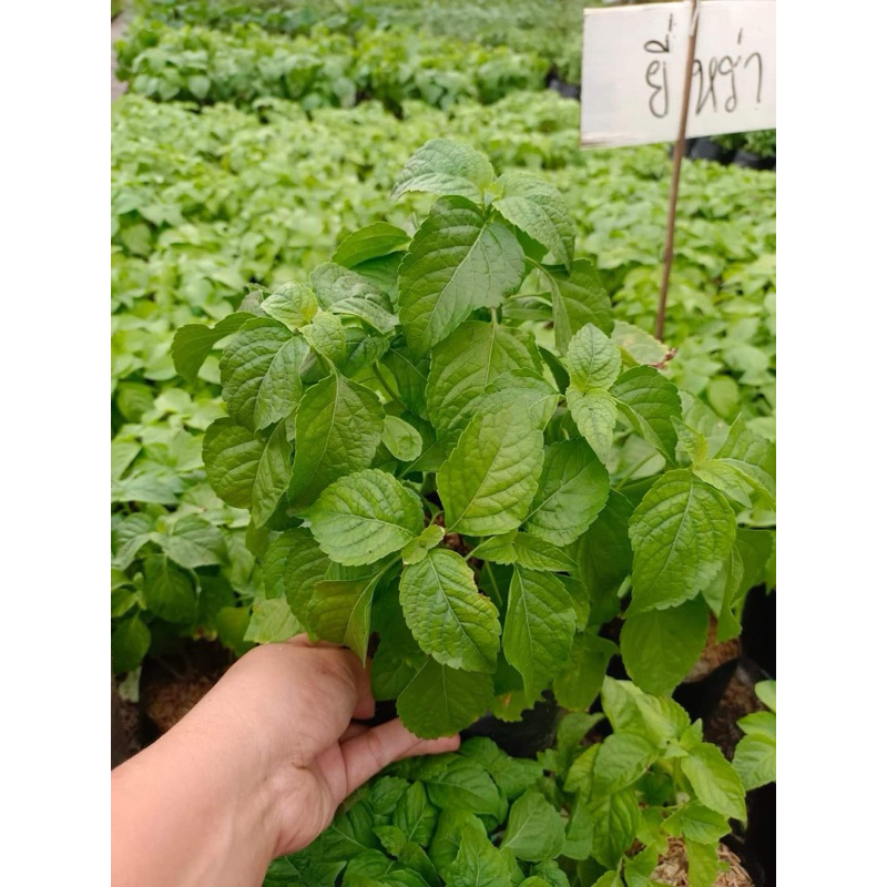 ต้นญี่หร่า ใบญี่หร่า ต้นสวย สมบรูณ์