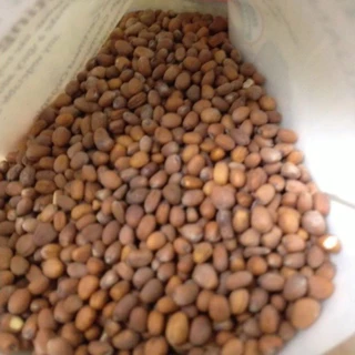 เมล็ดไควาเระ เมล็ดต้นอ่อนหัวไชเท้า เมล็ดเพาะงอก Microgreen ผักเพื่อสุขภาพ