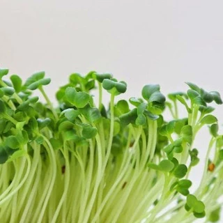 เมล็ดไควาเระ เมล็ดต้นอ่อนหัวไชเท้า เมล็ดเพาะงอก Microgreen ผักเพื่อสุขภาพ