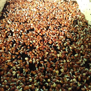 เมล็ดไควาเระ เมล็ดต้นอ่อนหัวไชเท้า เมล็ดเพาะงอก Microgreen ผักเพื่อสุขภาพ