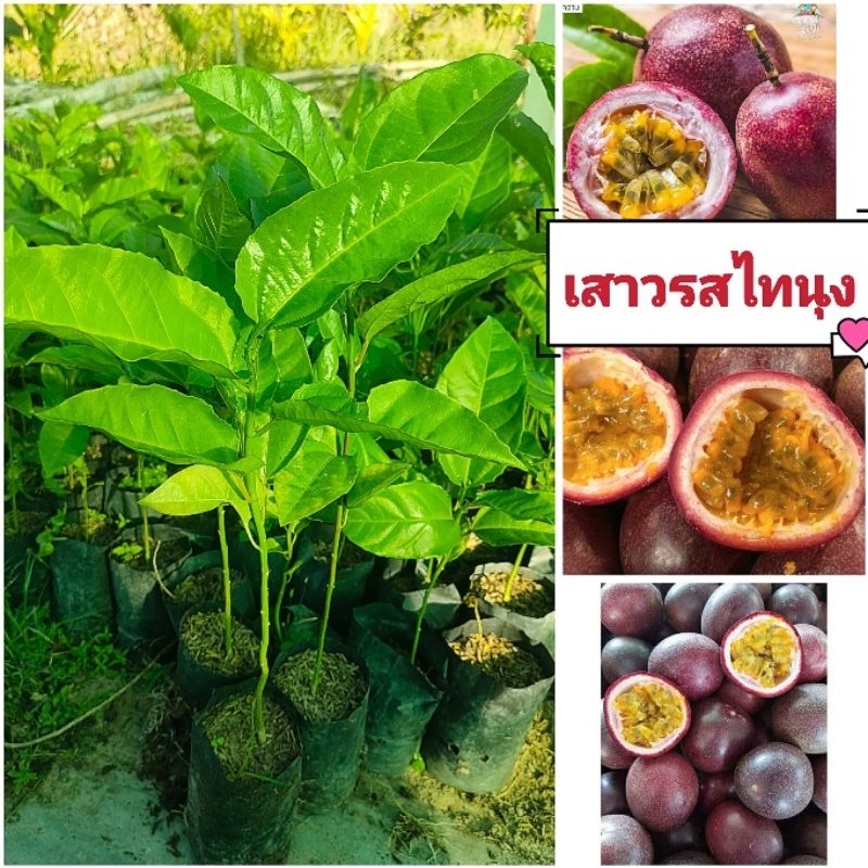 เสาวรสพันธุ์ไทนุง หวานอมเปรี้ยว วิตตามินซีสูง มีสารต้านอนุมูลอิสระ กลิ่นหอม ไฟเบอร์สูง ต้นพันธุ์เเข็งเเรงพร้อมปลูก