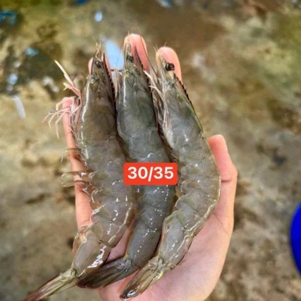 กุ้งขาวสดๆ ขายราคาส่ง มีหลายไซส์ ราคาส่ง ราคาส่ง ซื้อขั้นต่ำ5โลต่อ1ไซส์นะครับ ซื้อไซส์ละโลรวมกันไม่ได้นะครับ
