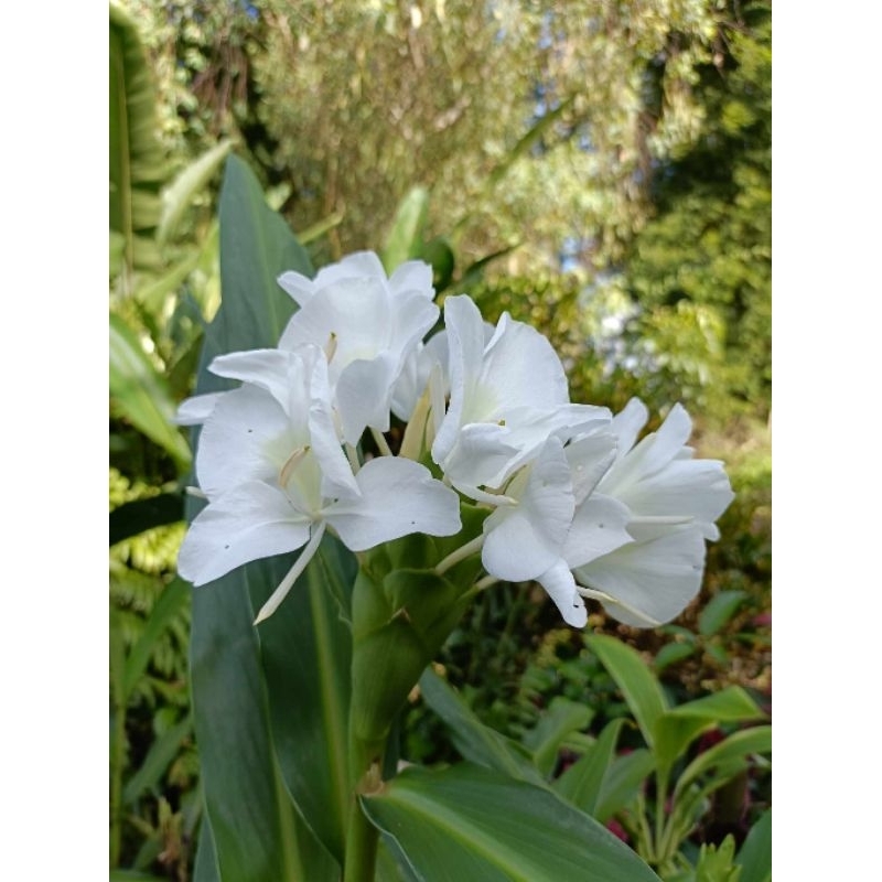 ว่านมหาหงส์   ต้นสะเลเตทุกสีส่งเป็นต้นนะคะ / butterfly lily /  999garden