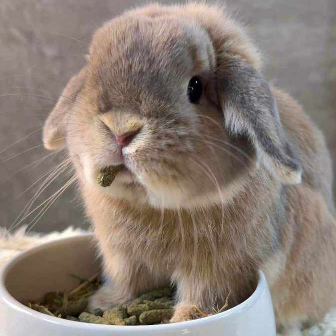 CatHoliday โฮ๊ป อาฮาล Hope Arharn อาหารกระต่าย 1 กิโลกรัม อาหารกระต่ายสำหรับทุกวัย รูปที่ 4