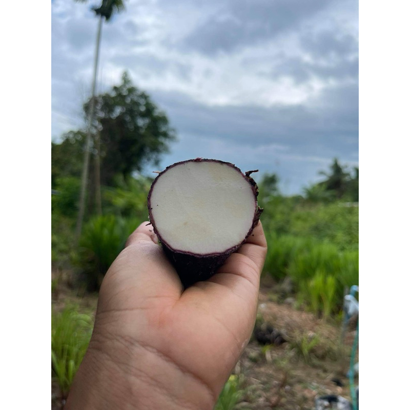 มันพร้าว มันจาว มันหนึบอร่อย1กก - รูปที่ 2