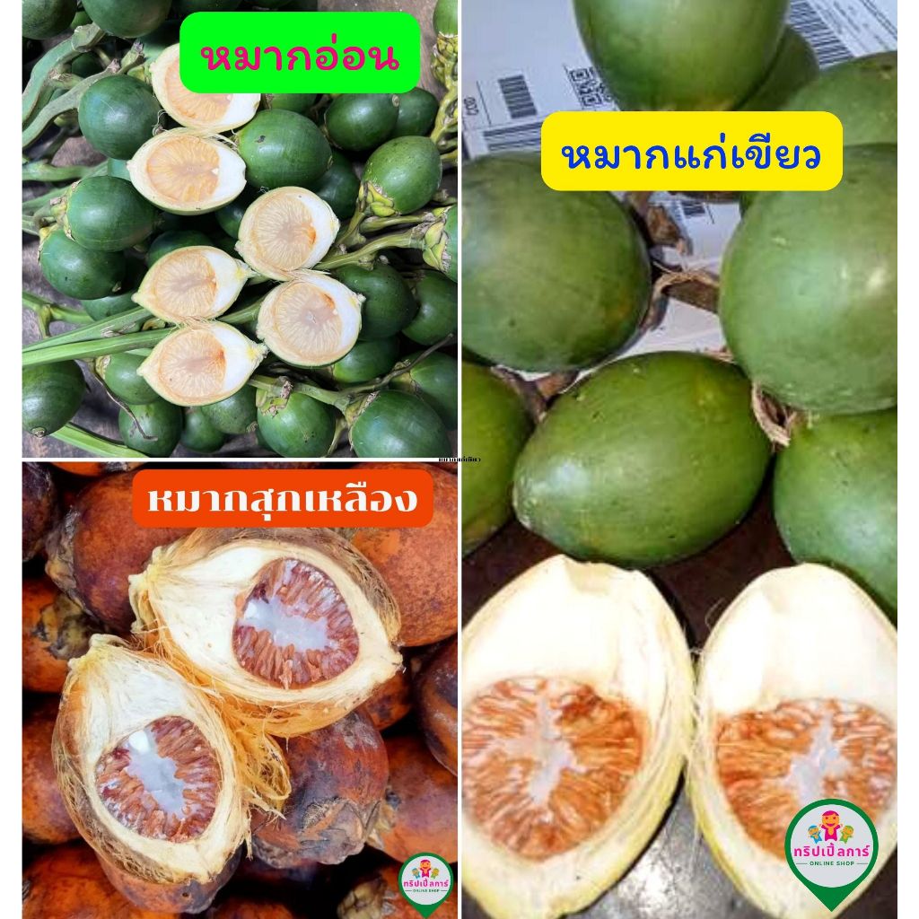 หมากอ่อนร่องน้ำ หมากอ่อนหน้าเต็ม หมากเขียวแก่ หมากสุกเหลือง บรรจุ 1 กิโล