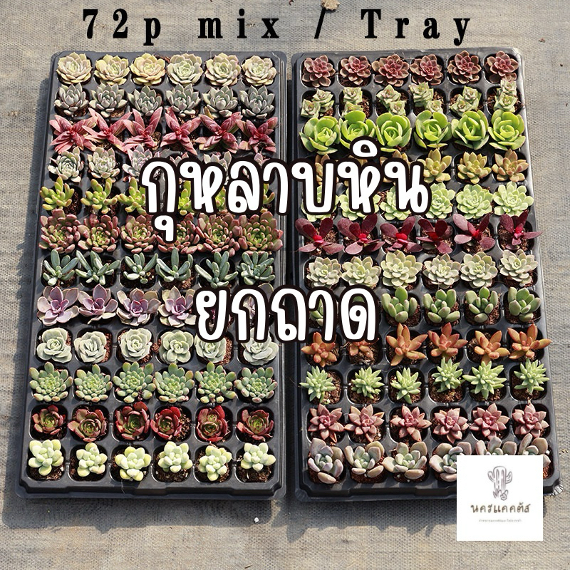 กุหลาบหิน พรีออเดอร์ กุหลาบหิน ไม้อวบน้ำ ยกถาด