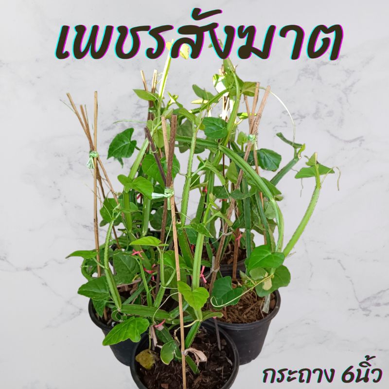 ต้นเพชรสังฆาต กระถาง 6นิ้ว