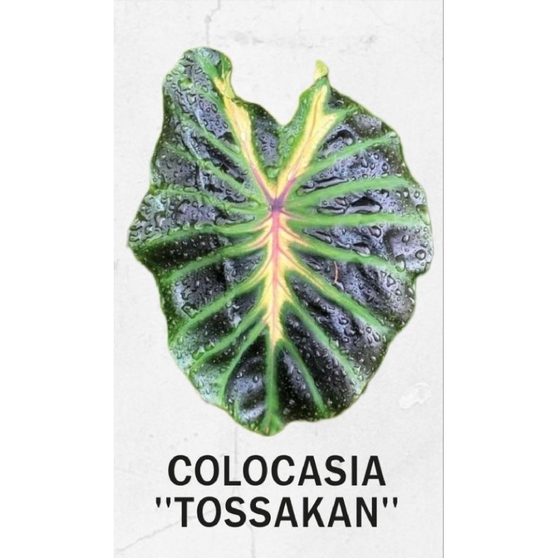 ( โคโลคาเซีย ทศกัณฐ์ ) Tossakan (HB) ตัดสด ราคาถูกสุดคุ้ม