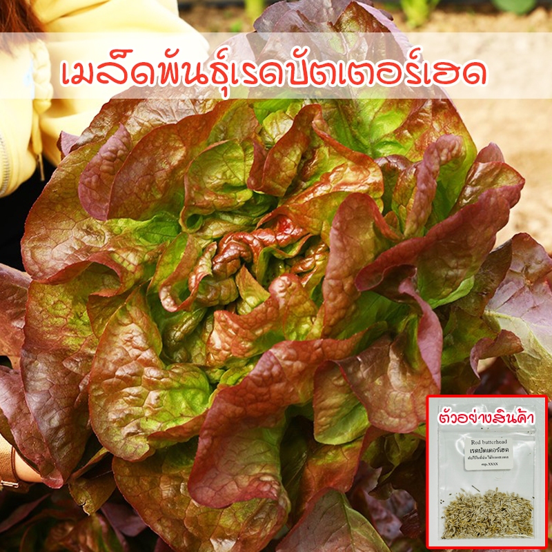 เรดบัตเตอร์เฮด เมล็ดพันธุ์ ผักสลัด ออแกนิค 90-200 เมล็ด ปลูกง่าย โตเร็ว ผลผลิตดี (10 เเถม 1 คละได้)